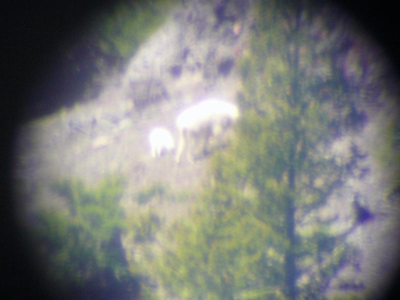 Mountain goats through scope.jpg - Another "close up" through the spotting scope - just so you'll believe that the white spots really are goats.
